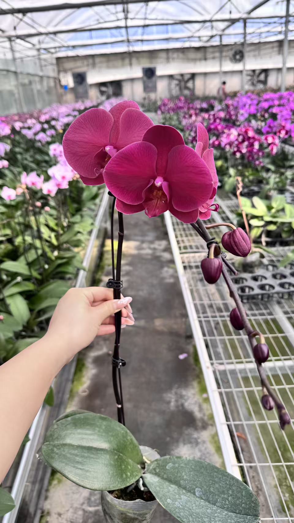 蝴蝶兰 洋洋得意 3.5寸杯 单花剑带花带花苞叶片微瑕
