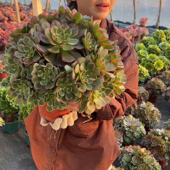 超大粉花妖一颗包邮福利