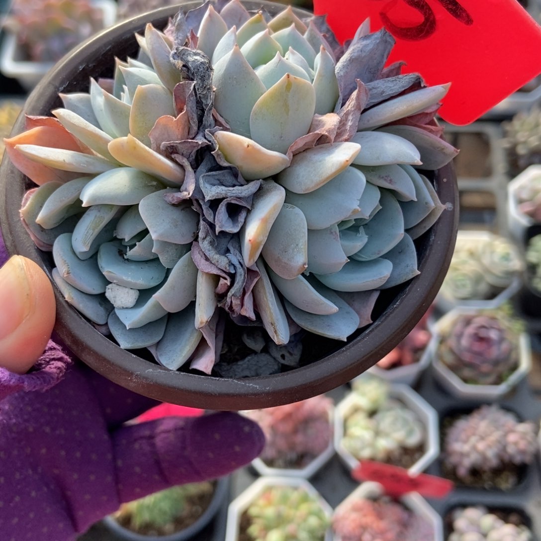 135白茶多肉植物多肉