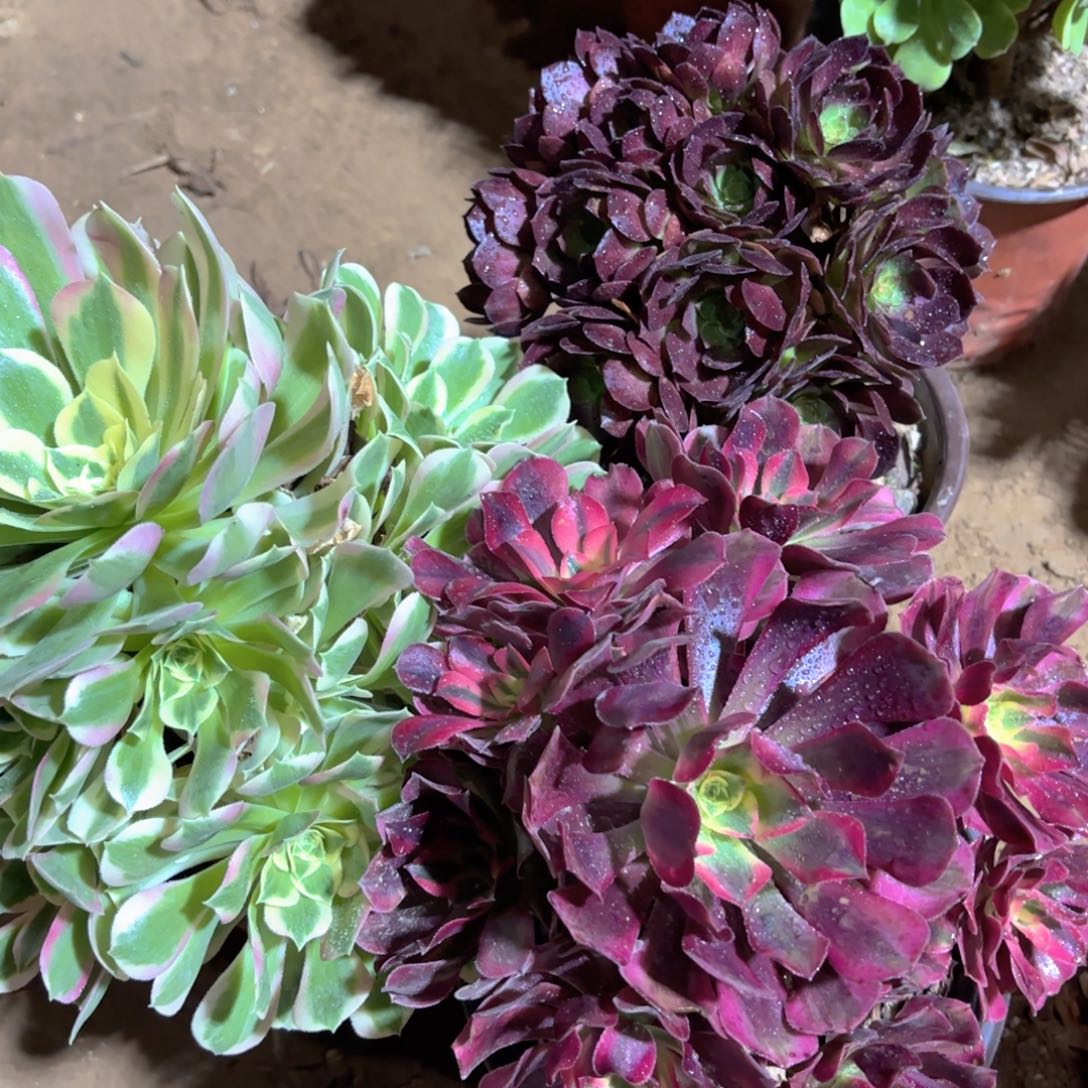 美杜莎，雨花石，红玫瑰绣球19.8