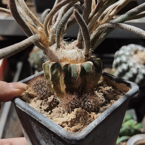 956美杜莎仙人球仙人球