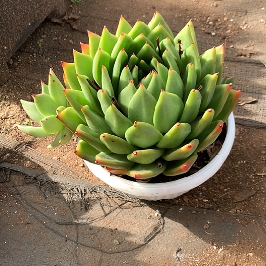 艺***活美肉特价活动开始啦