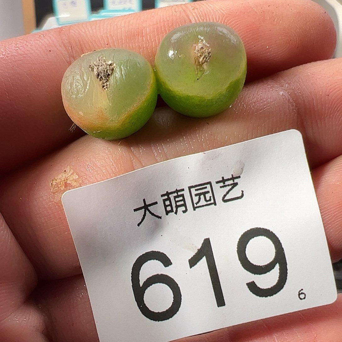 0000619 一物一拍……