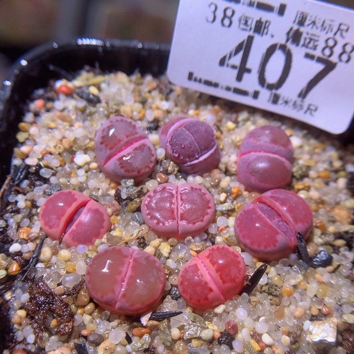 sss精品生石花407