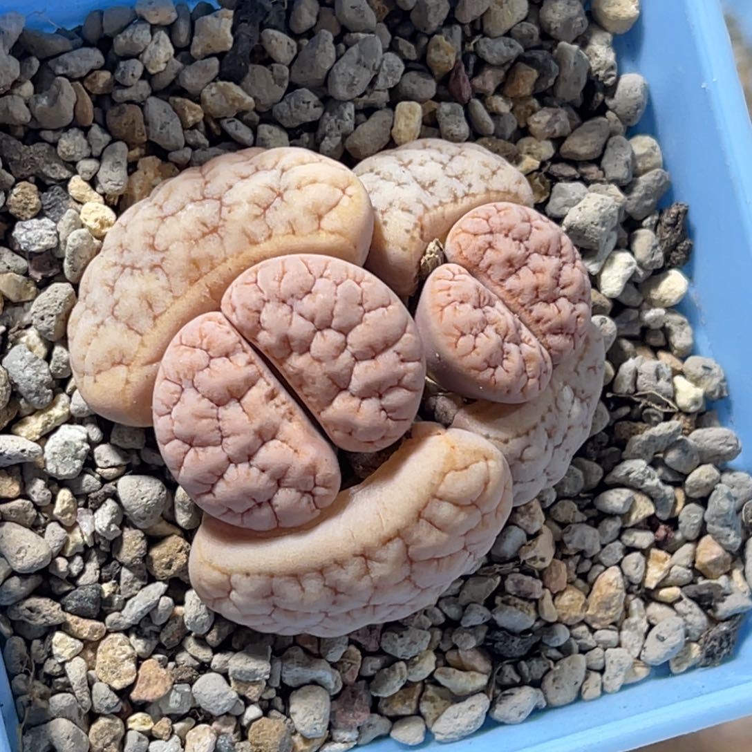 7220双头拿铁189球体睫毛