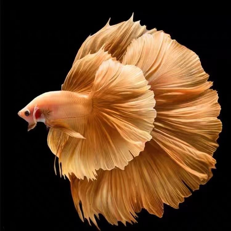 L7（145-168）泰国斗鱼精品鱼小型热带观赏鱼【直播间选鱼】