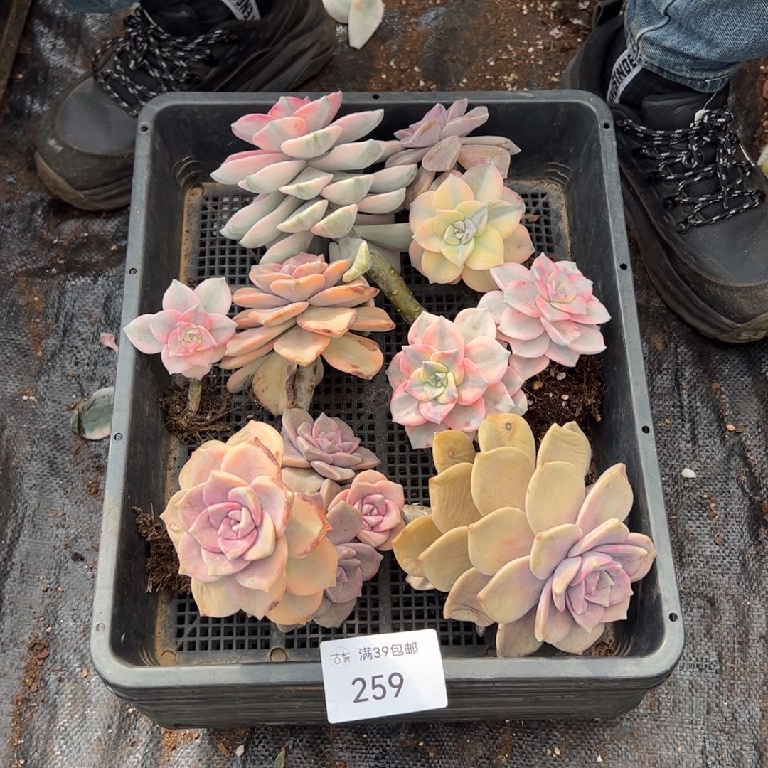 259紫乐锦老桩多肉植物