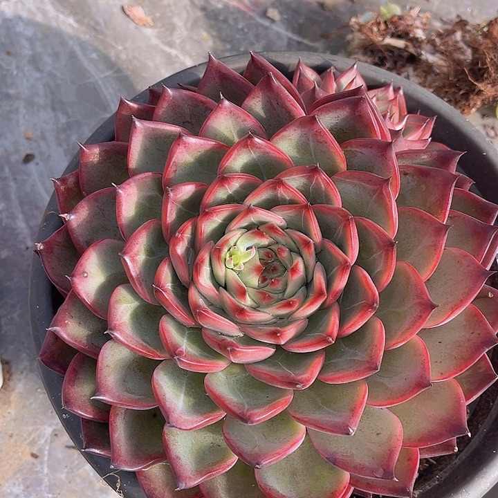 篝火杂09138多肉植物