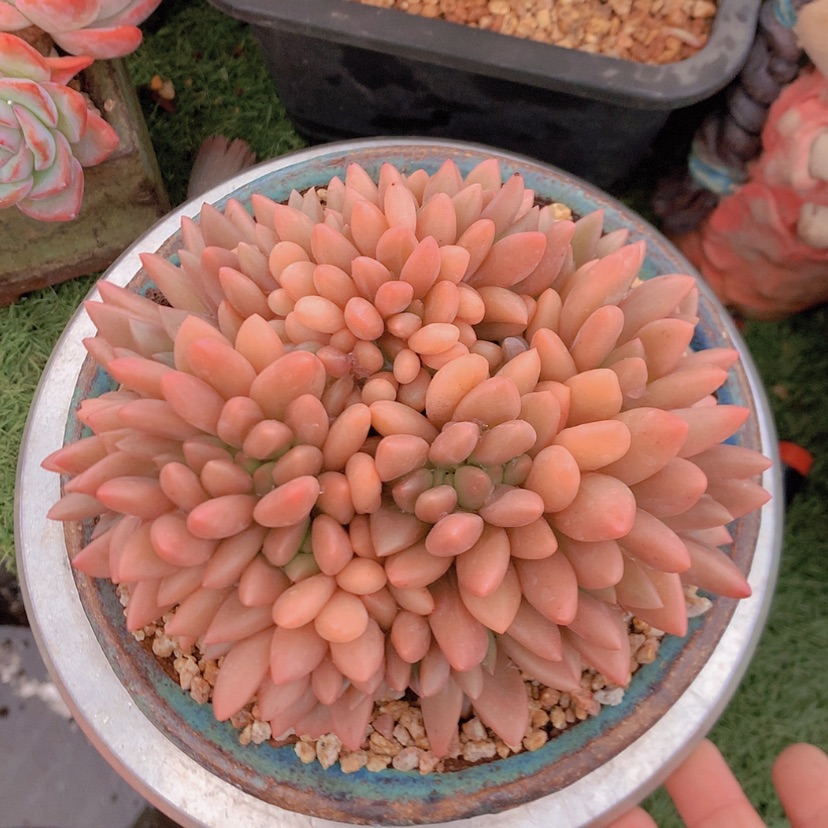 【闪购商品】彩虹桃花源