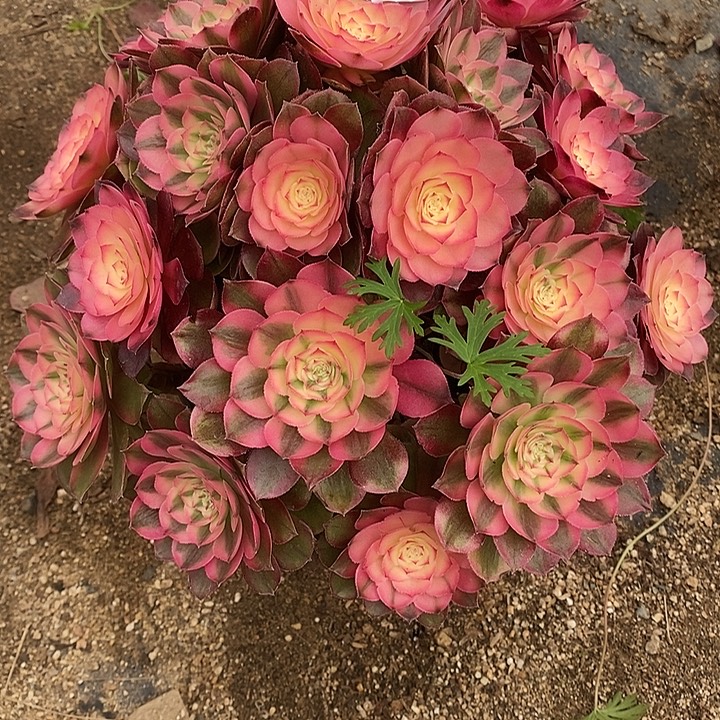 多肉植物荔枝137多肉