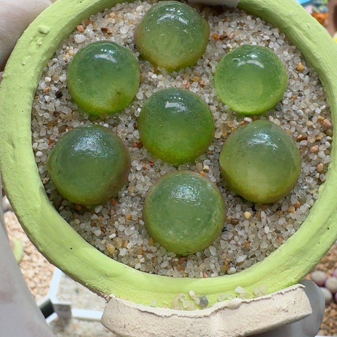 磊***71109-026肉锥肉锥肉锥