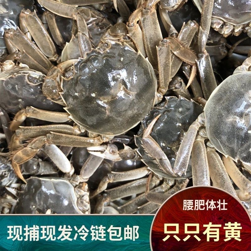 鲜活每天现捞1两 买15只送5只新鲜 顺丰京东冷链发货地方特色美味