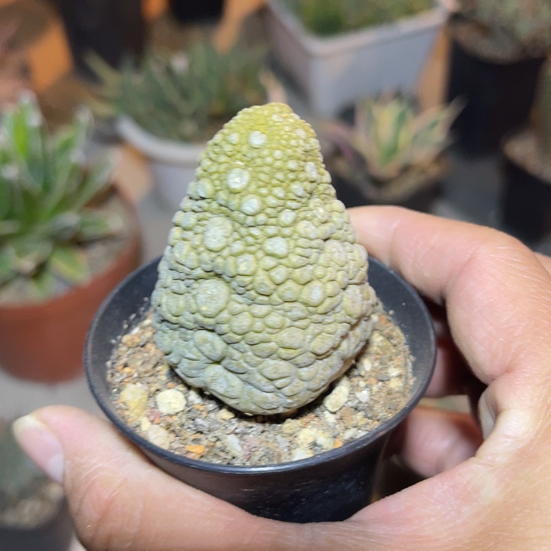 草莓凝蹄玉一物一拍