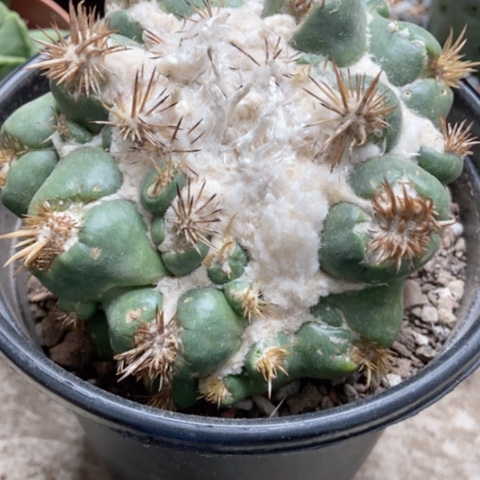 仙人球象牙25米仙人