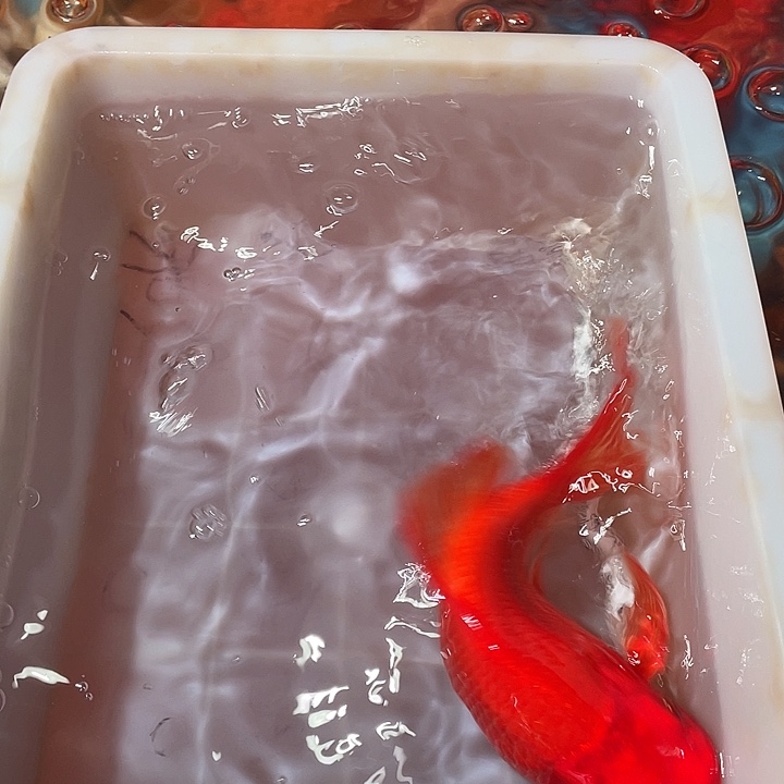 蝴蝶鲤鱼渔场直发14