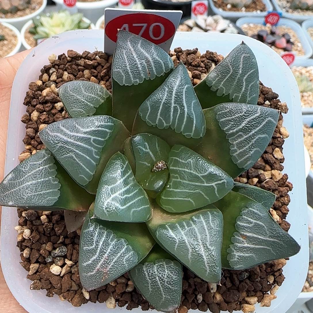 470号实生克7.7左右一物一拍带盆土