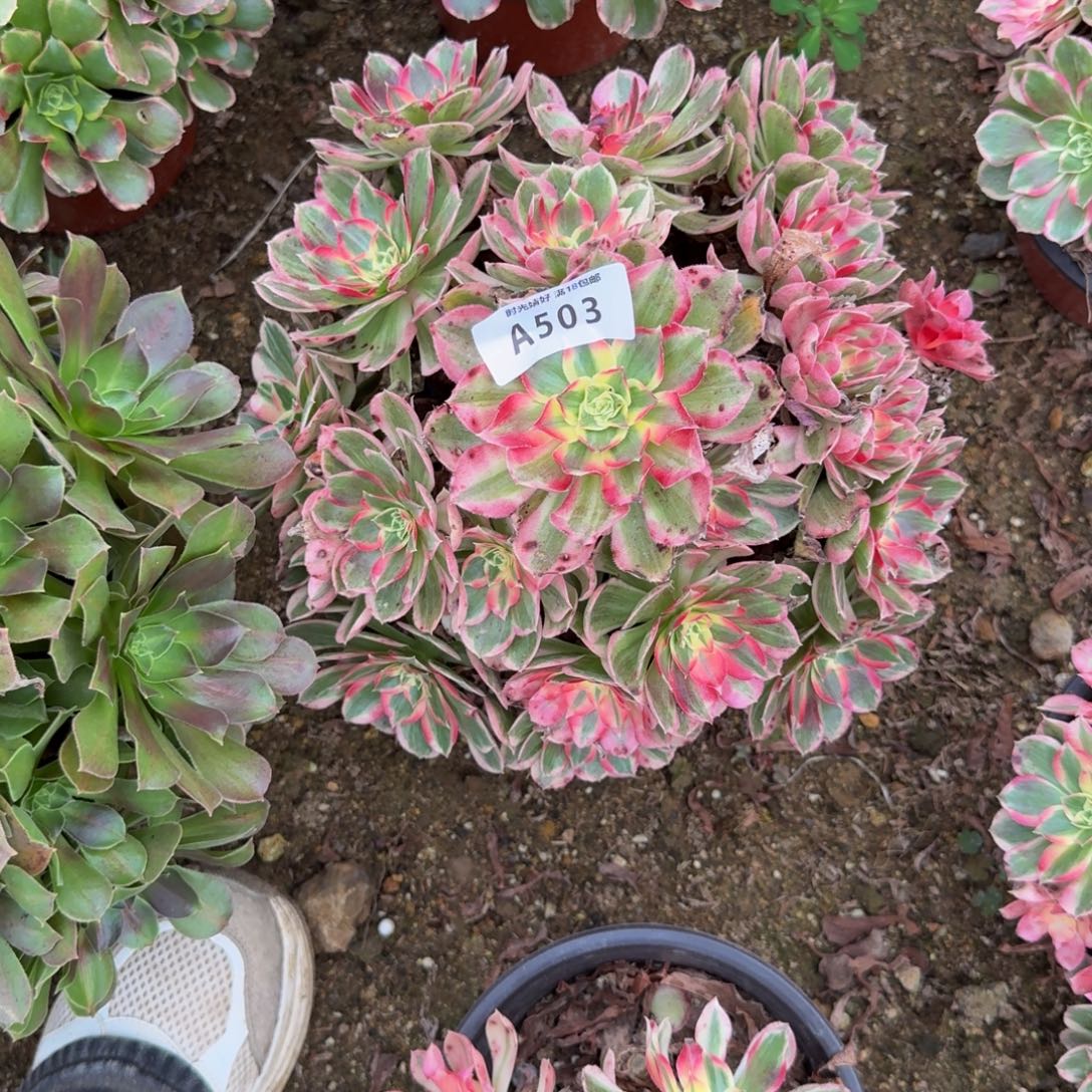 503玉芙蓉。多肉植物
