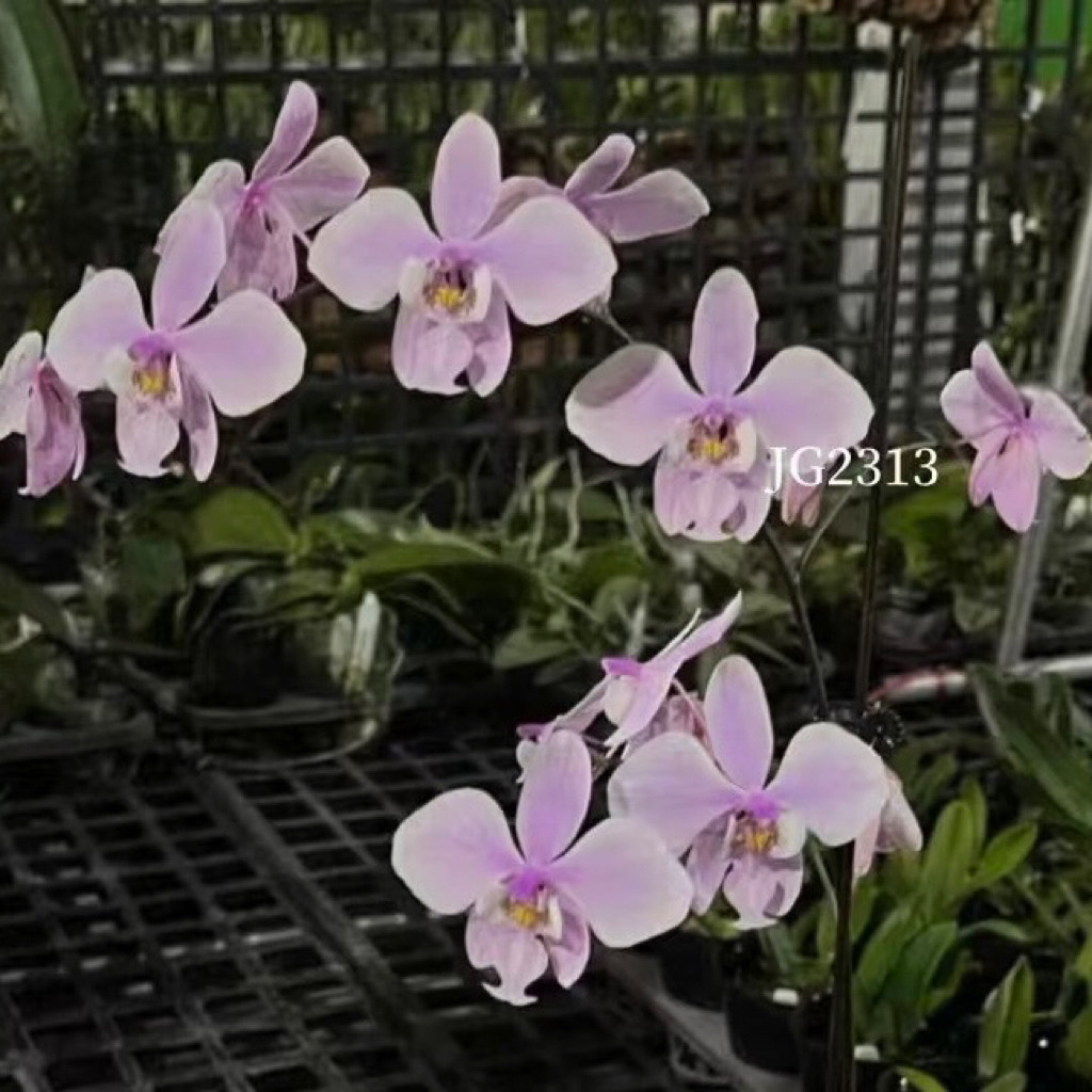 旭美杰哥原生种蝴蝶兰西蕾丽JG2313玉兔