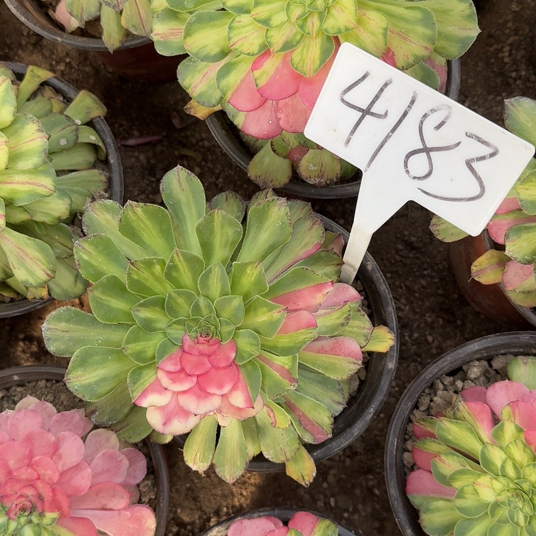 4183知否多肉法师多肉