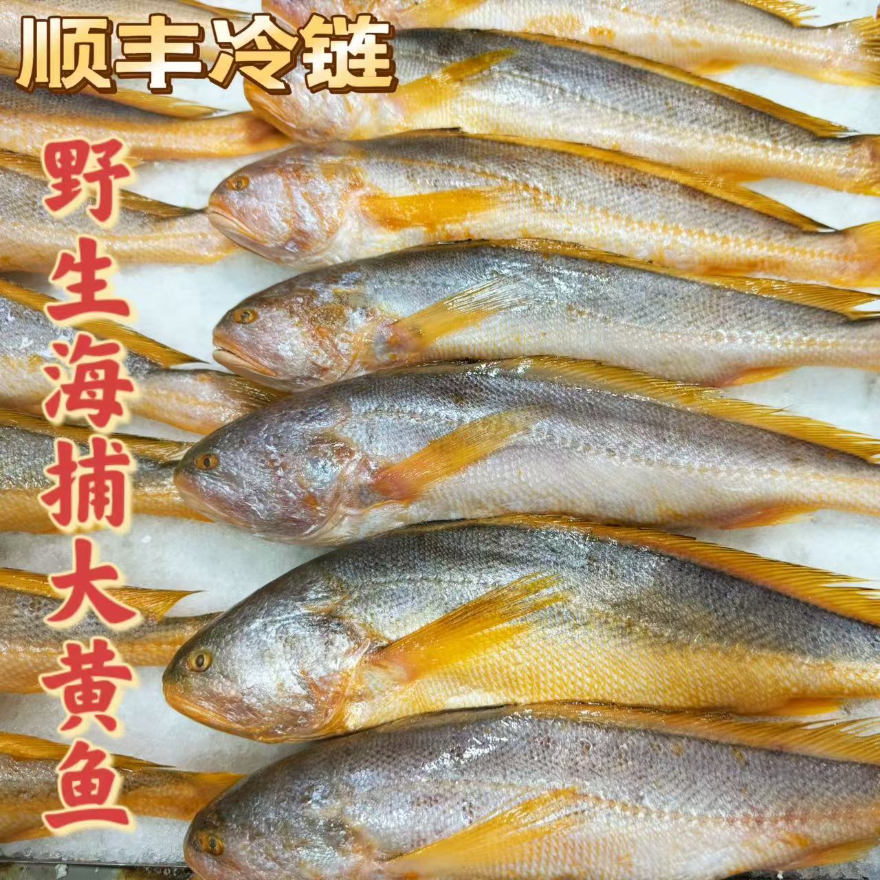 野生海捕大黄鱼250g左右/条 现捕现冻锁鲜  顺丰冷链发货（柱）