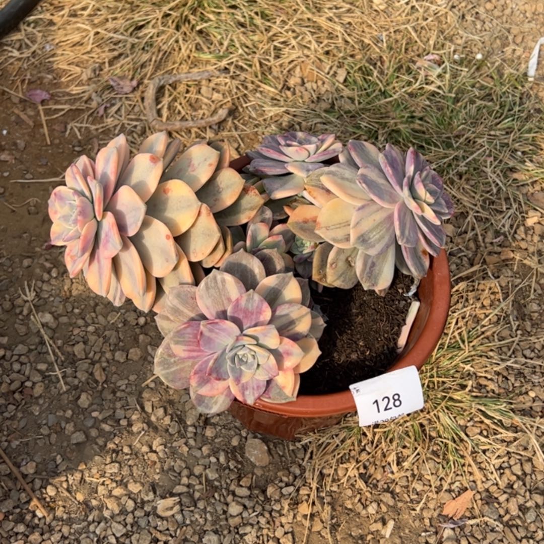 128多肉植物纤维维生素