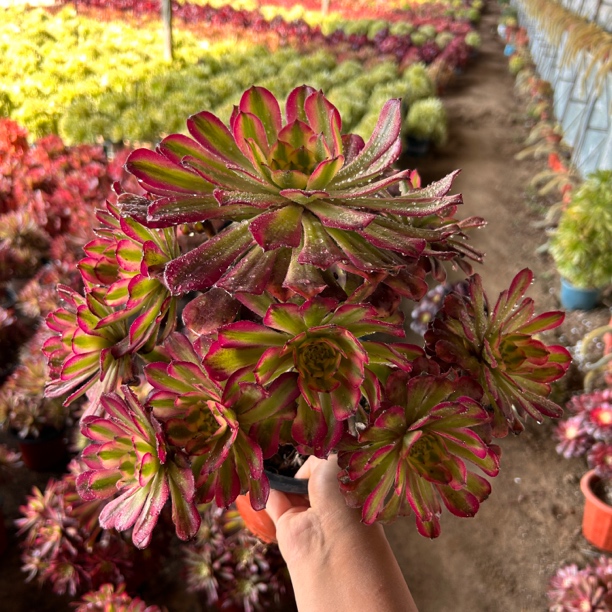 【舞天姬大波浪】老桩高颜值，多肉法师