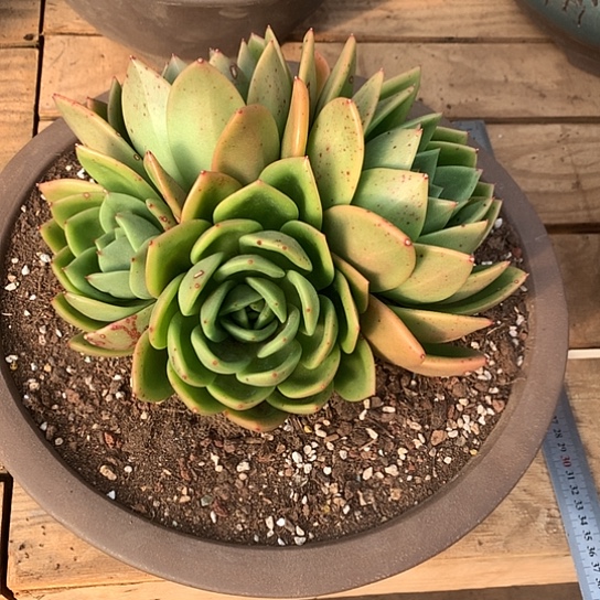 坚**底美肉特价活动开始啦