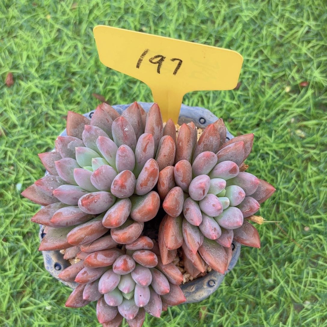 *****我的小可爱们都好可爱