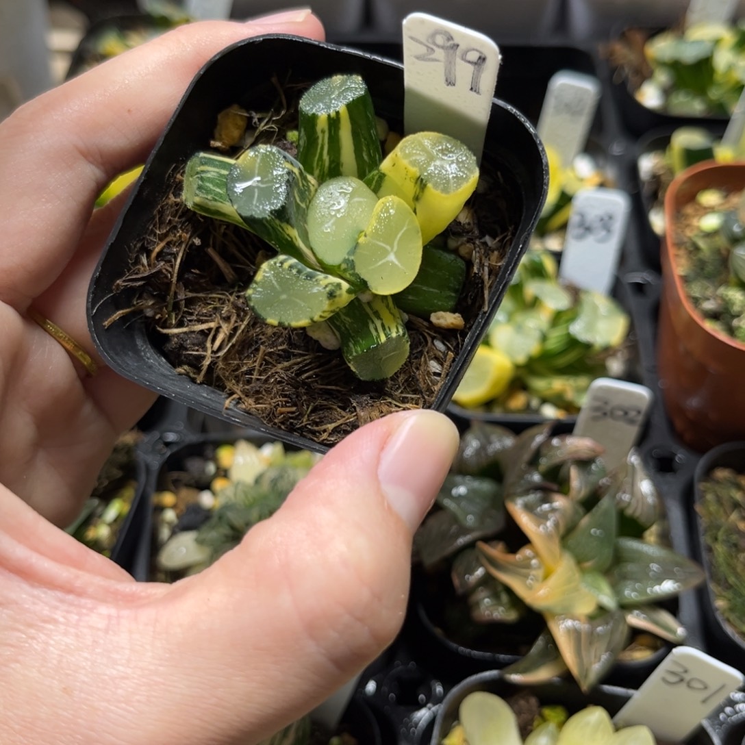 299级上斑玉龙万象锦一物一拍