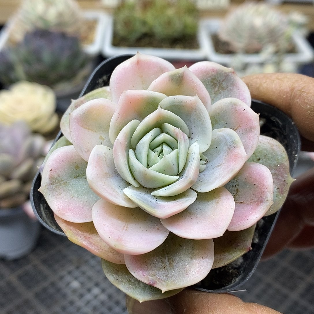 2945 蓝色惊喜锦