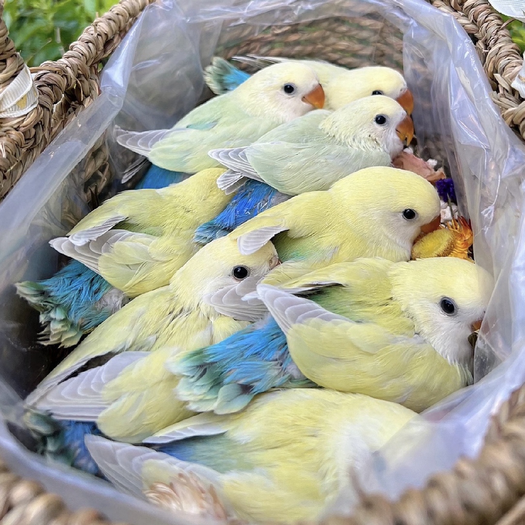 特色桃脸牡丹鹦鹉主播改价专用链接