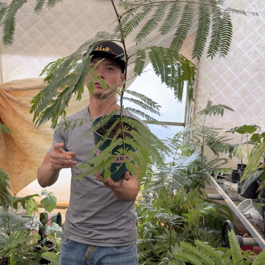 慕***予无花朵柱子哥猴子