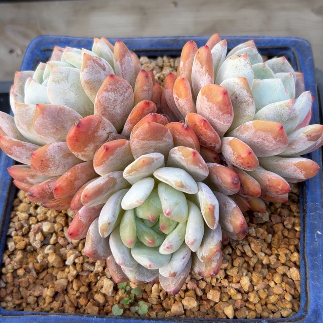 橙梦露精控多肉一物一拍