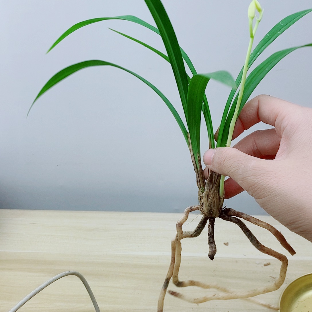 当前无花栽培后可以开花田
