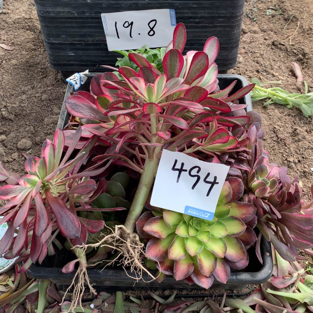 494多肉植物盆栽花卉