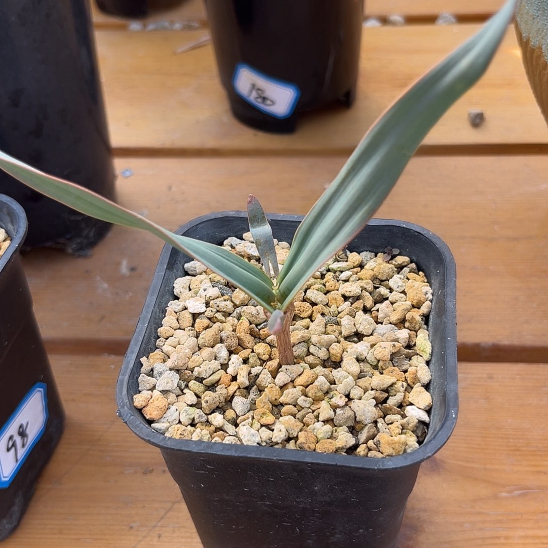 汤圆植物百岁兰补差价