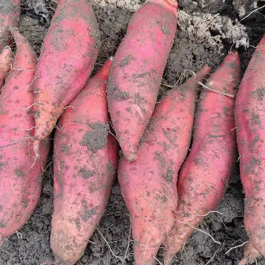 西瓜红薯 1公斤冬季糖化糖心红薯 农家自种山腰地土现挖现发清甜包邮红心蜜薯河南省