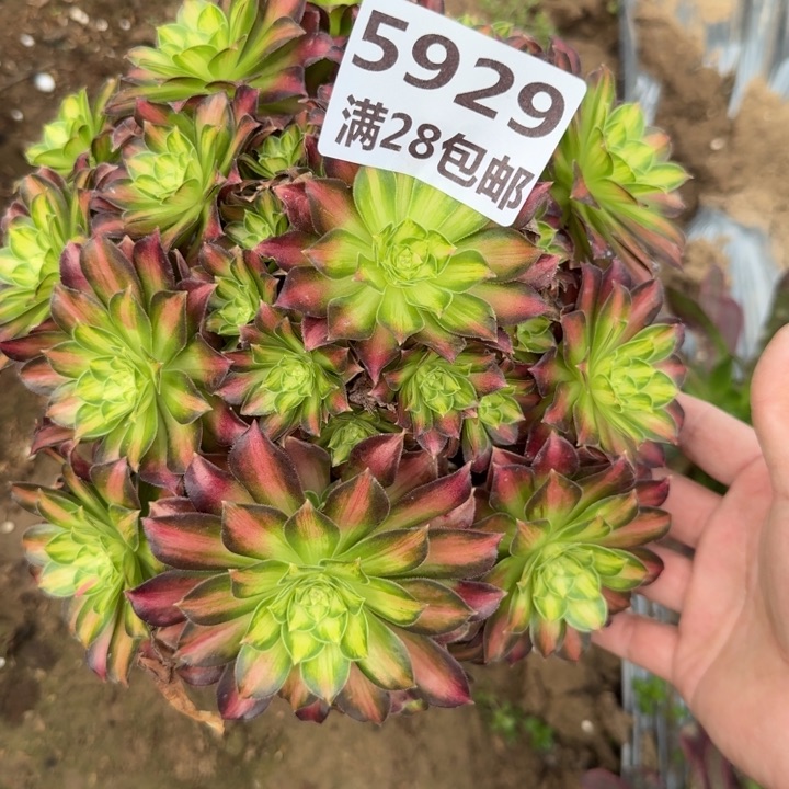5929三号棚韶华多肉A
