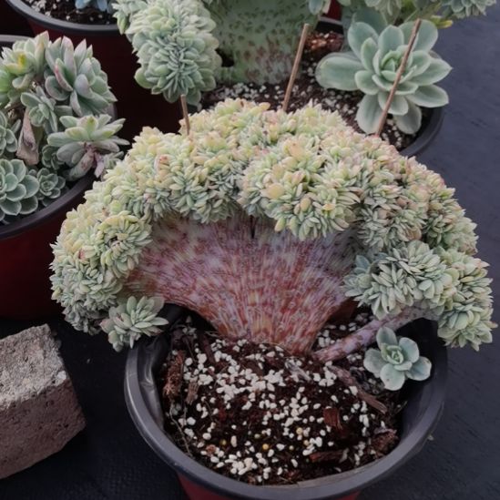 丝绸面纱超白锦缀化