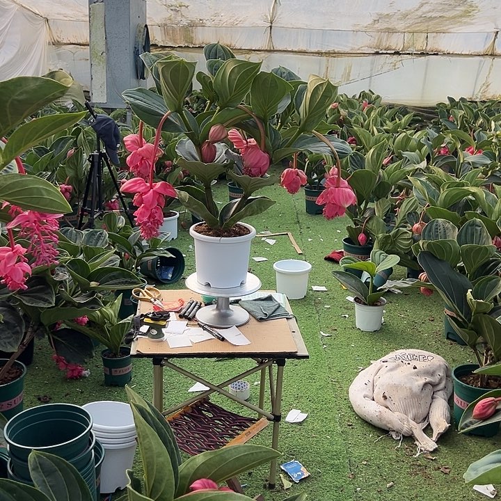 比***所少量花朵（建议范围：2朵-5朵 或40%以下）