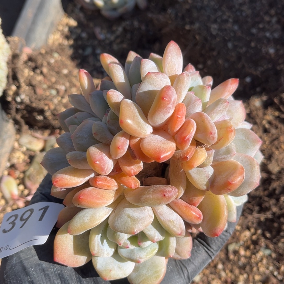 391号新疆西藏内蒙古不包邮的