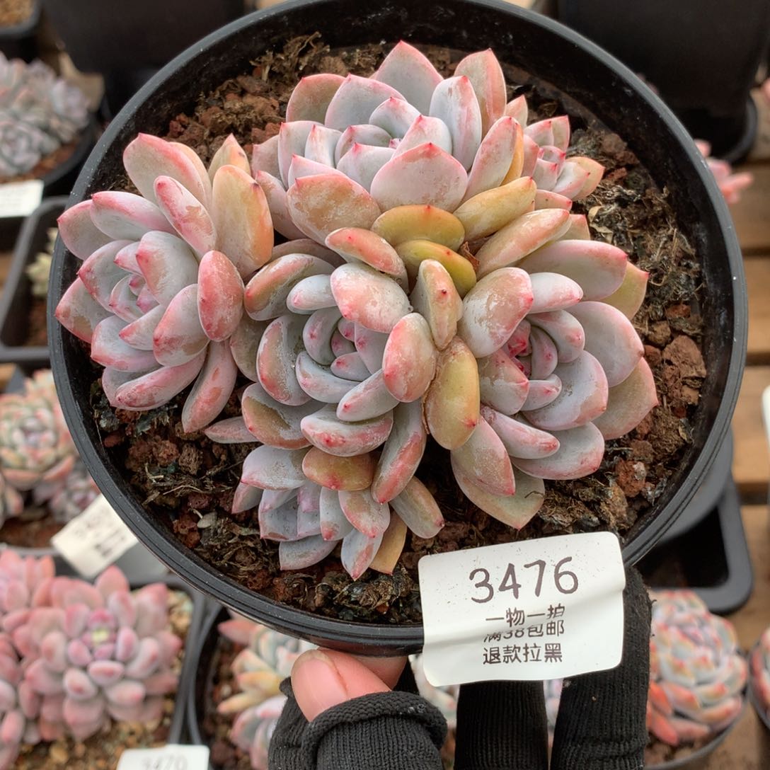 12厘米六头石榴籽3476