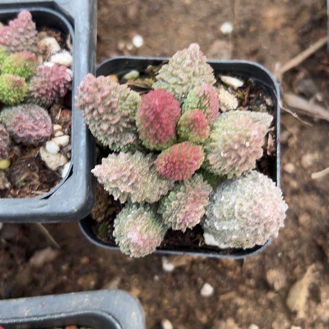 多肉植物朱子玉水泡