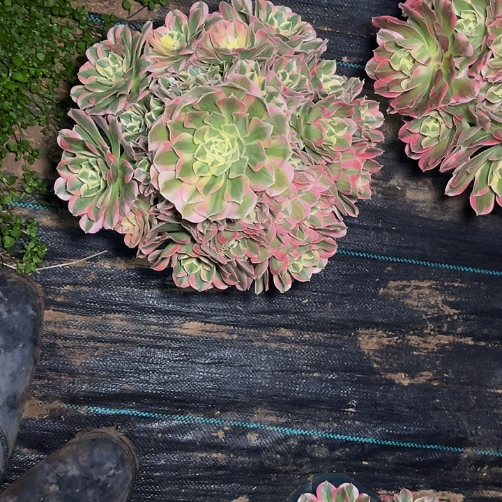 粉女巫绿体 白凤006