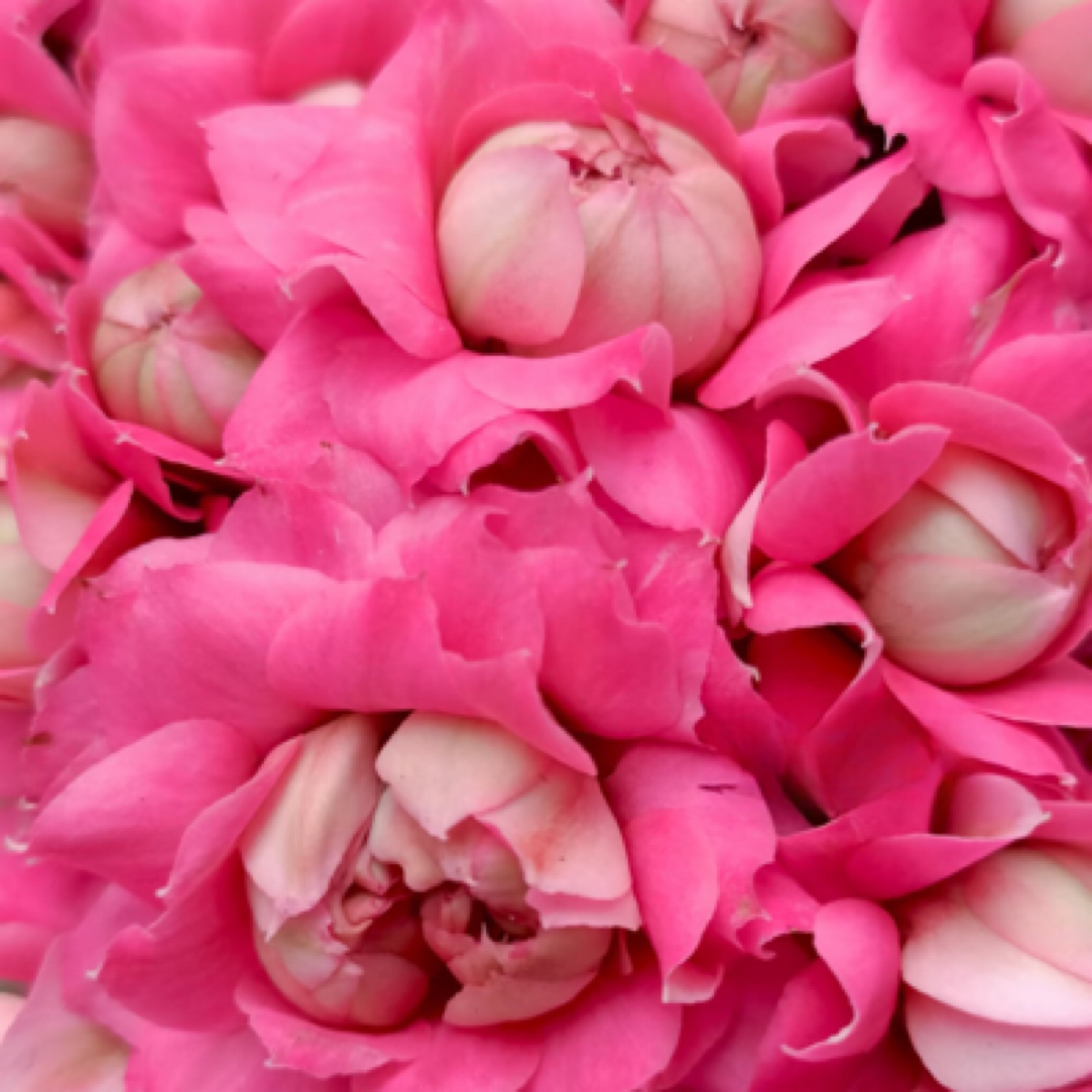 昊景 130大盆唐卡超级大花长寿花