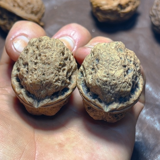 文玩核桃把件25号卧龙卡38