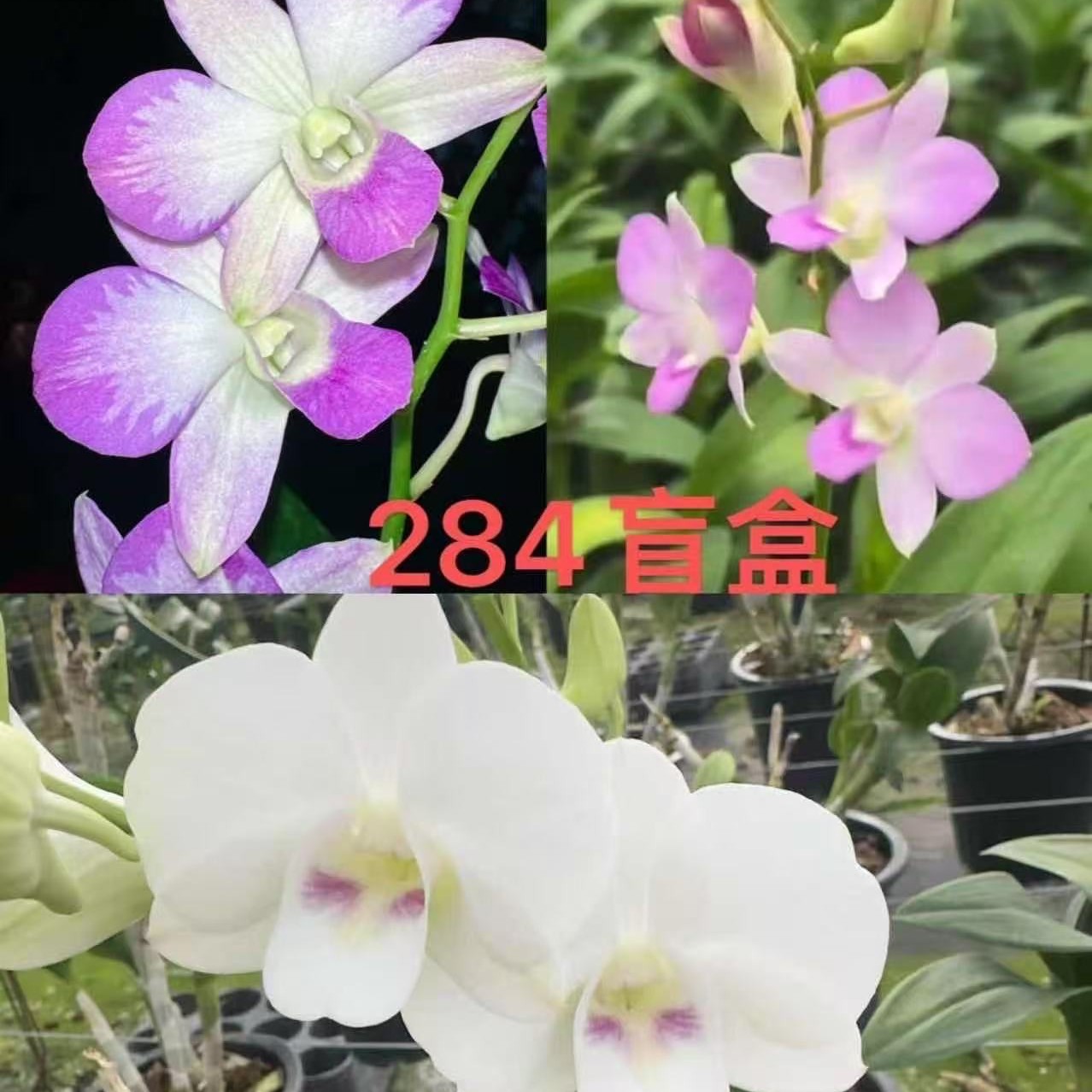 胭脂盲盒秋石斛 花期长适合盆栽 可室内室外养殖