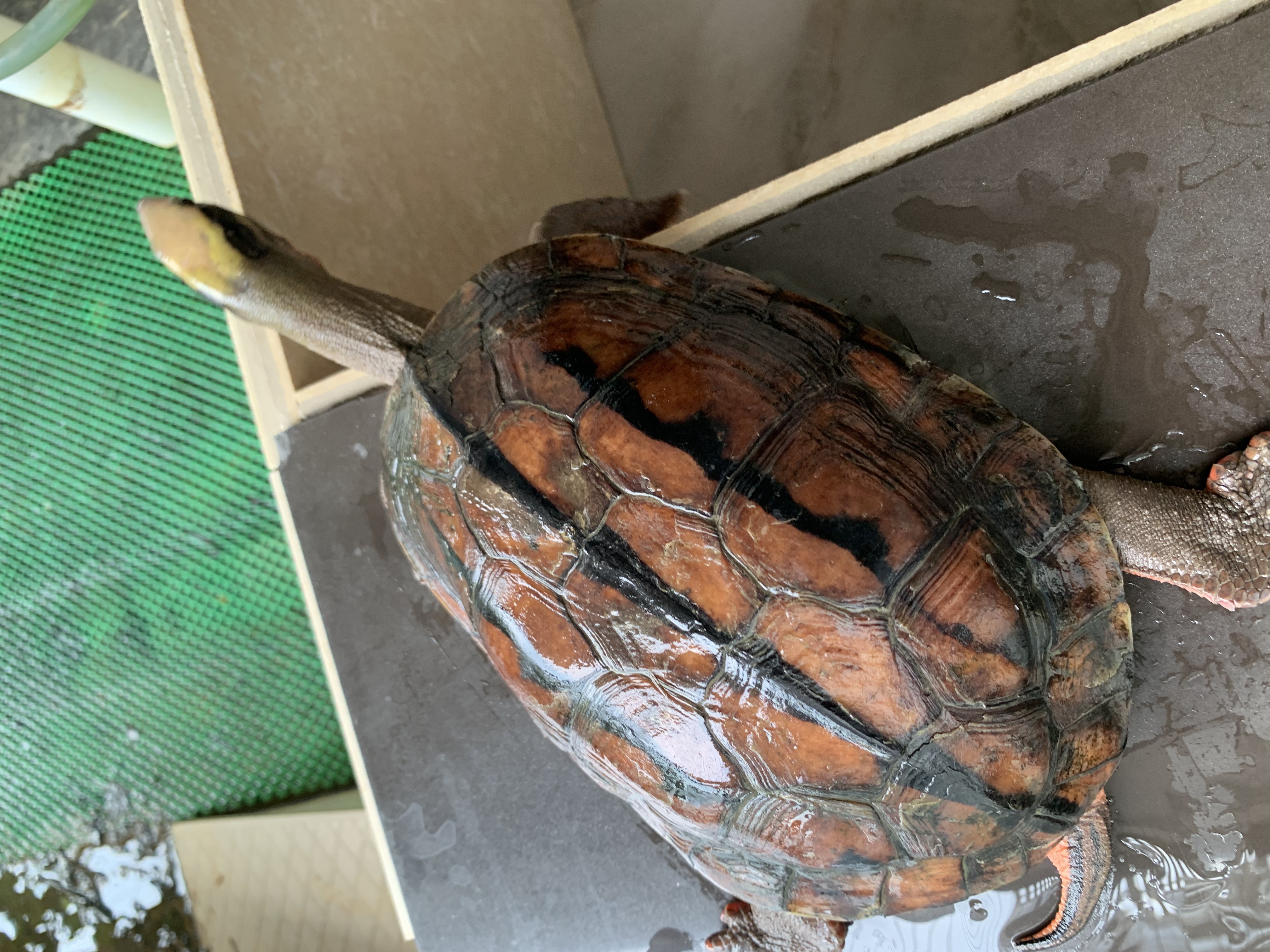 大型乌龟活体观赏宠物龟养殖情侣龟招财广东种公2斤
