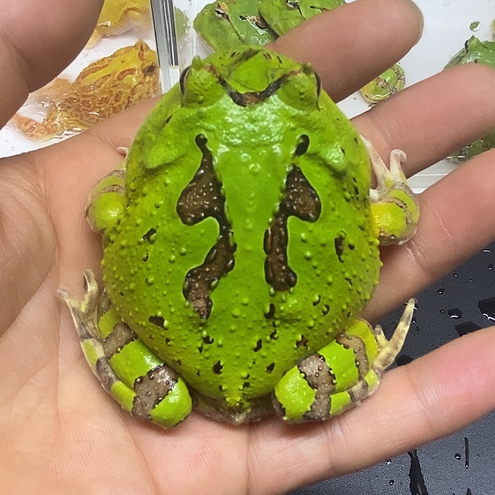 角蛙绿蝴蝶 后脚指微微残