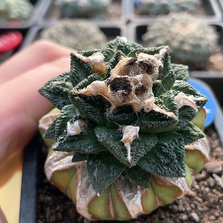 仙人球苗接满39包邮辛顿130